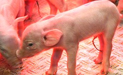 Ferkel Einzeln
