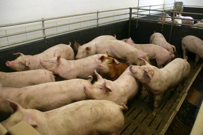 Mastschwein