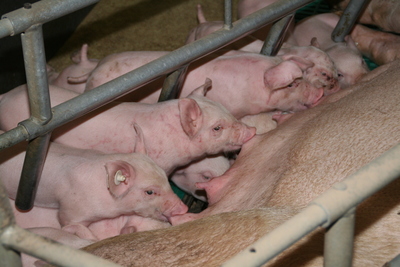 Foto: Böhringer Ingelheim