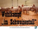 Wahlkampf "im Schweinestall"
