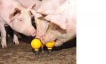 Schweinespielzeug: Im Bild der Wühlkegel der Firma Weda