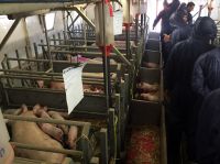 Freie Abferkelung auf dem Betrieb der Midland Pig Producers