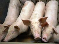 Schweinemarkt unter Druck
