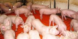 Mastschweine
