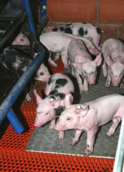 Ferkel Auf Heizplatte