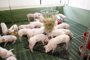 Absatzferkeln über 20 kg muss laut der Tierschutz-Nutztierhaltungsverordnung eine Mindestfläche von 0,35 m² zur Verfügung stehen.