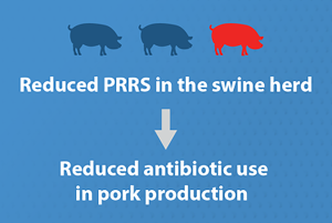 PRRS-resistentes Schwein: Studie der Iowa Stae Universität
© PIC