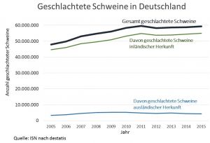 Die Zahl der in Deutschland geschlachteten Schweine stieg in den vergangenen 10 Jahren beständig