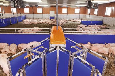 Schweinemast mit TriSort: ständige Gewichtskontrolle und arbeitssparende Selektion (Prospektphoto)