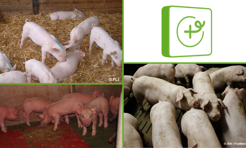 Nutzen Sie die Möglichkeit im Forum Kupierverzicht sich rund um die Haltung von Schweinen mit unkupierten Schwänzen auszutauschen