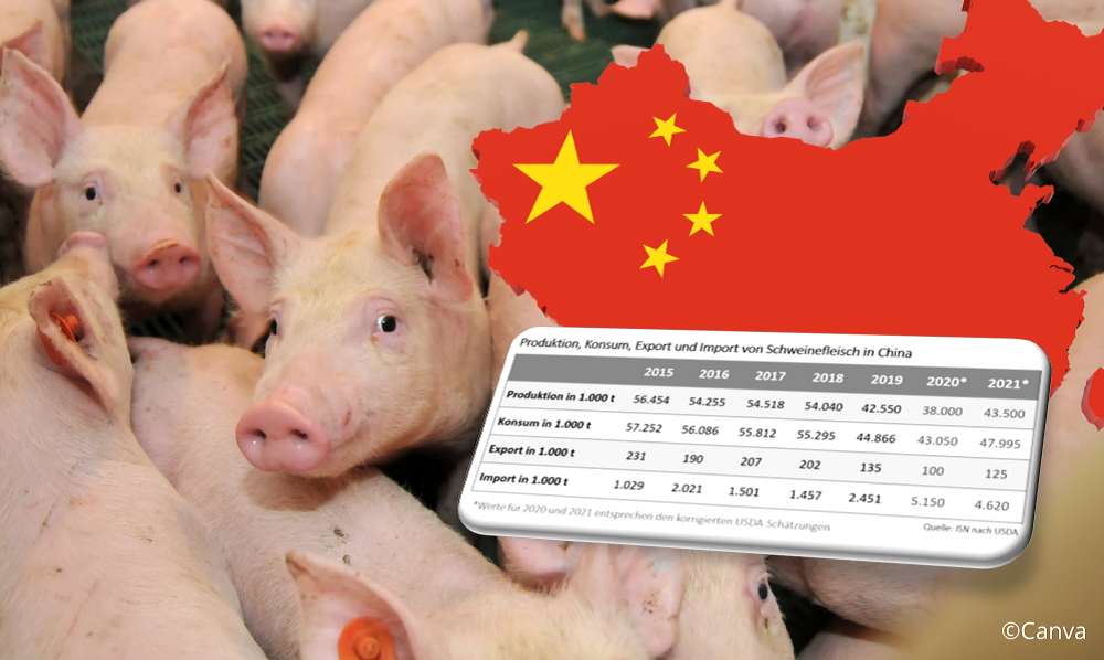 schweine.net - China: Schweinemarkt erholt sich 2021 wieder