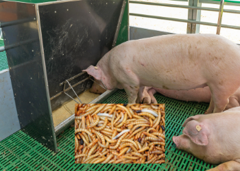 Mit dem Einsatz von Insekten in der Schweinefütterung könnte die "Eiweißlücke" ein wenig reduziert werden (Bild ©Canva)