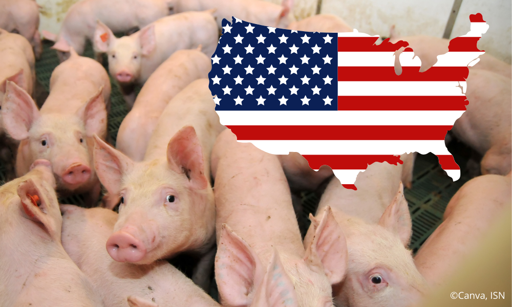 USA: Significant decline in sow numbers by 2023