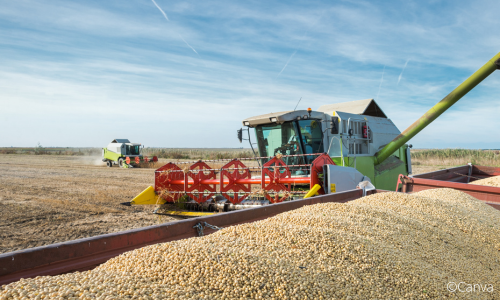 Laut aktueller USDA-Prognose könnte die weltweit Erntemenge für Soja in der kommenden Saison 23/24 eine neue Rekordhöhe erreichen. ©Canva
© Canva