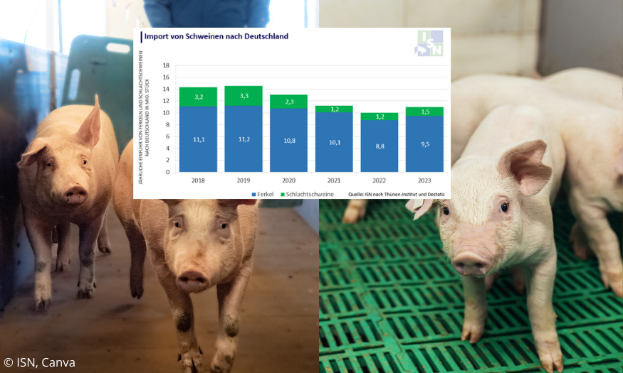 NULYLU 100 Stück Kastrationsringe Aus Gummi – Hochelastisch, Für Schafe, Schweine, Rinder & Ziegen – Blutlose Kastration & Schwanzkupieren
