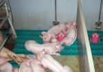 Zufriedene und satte Ferkel! Eine von vielen praktizierten Möglichkeiten, die Ferkel ergänzend zur Sauenmilch zu versorgen