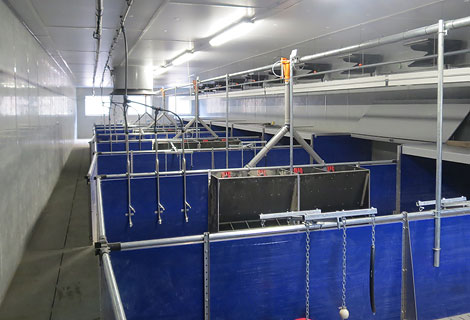 Gesundes Stallklima: Durch die Zuluftventile (rechts oben) strömt Frischluft in das Abteil, die Abluft wird über einen Kamin (hinten) abgeführt. Dem Wärmebedürfnis der Absetzferkel trägt die beheizbare Liegefläche (mit Abdeckung, rechts im Bild) Rechnung.