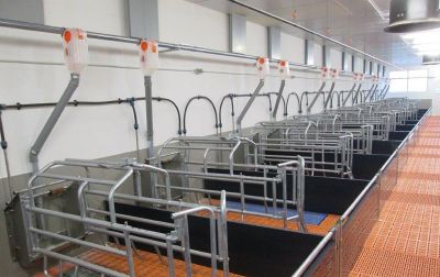 Sämtliche Fütterungsanlagen stammen aus dem Hause Big Dutchman. Im Abferkelabteil kommt eine Trockenfütterung zum Einsatz.