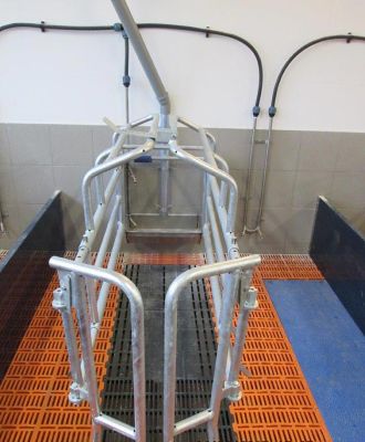 Abferkelstand für die Sauenhaltung: Um zu vermeiden, dass die Muttertiere ihre Ferkel erdrücken, werden sie bis zum Absetzen fixiert. / Abferkelstand für Sauenhaltung