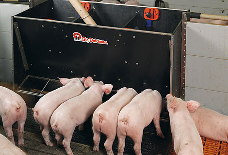 Trockenfütterung in der Schweinehaltung – einfache und hygienische Fütterungstechnik