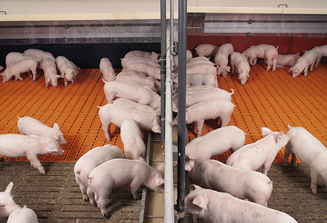 Der Einsatz einer Flüssigfütterung erlaubt einen optimalen Übergang von der Sauenmilch zu künstlich hergestelltem Tierfutter.