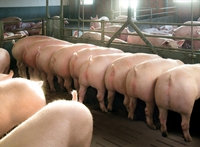 Gegen Ileitis impfen