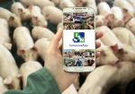 SchweineApp Mit Schweinen 7444