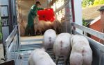 Schweine laden auf Transporter