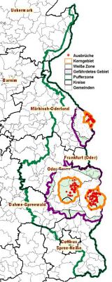 ASP-Gesamtlage der Restriktionszonen in Brandenburg (Stand 13.01.21) ©MSGIV