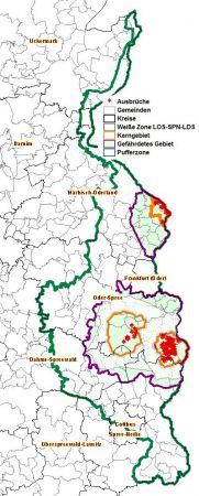 Brandenburg: Das festgelegte gefährdete Gebiet betrifft die Landkreise Märkisch Oderland, Kreisfreie Stadt Frankfurt (Oder), Landkreise Spree-Neiße, Oder-Spree und Dahme-Spreewald (Quelle: MSGIV)