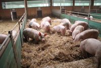 Blick in einen Bioschweinestall