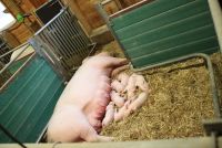 Freilaufbucht im Abferkelstall