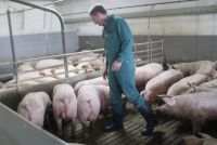 Tiergerechtheit in der Ebermast wird untersucht