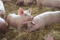 Mastschweine im Stroh