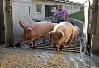 Schweine verladen 6850