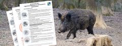 Asp Checklisten Wildschwein