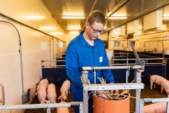 Raufutter ist für Schweinehalter ab 2021 bei ITW ein Pflichtkriterium