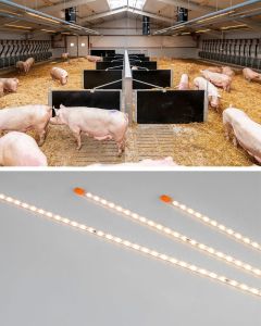 Die neue FlexLED HO von Big Dutchman sorgt für optimale Lichtverhältnisse im Schweinestall – effizient, steckerlos und einfach nachzurüsten.