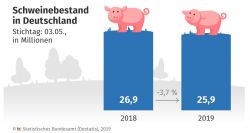 Der Abbau der Schweinebestände in Deutschland hat sich in diesem Frühjahr fortgesetzt (Bildquelle: Destatis 2019)