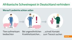 ASP Infografik Landwirte Schweine Diagnose Afrikanische Schweinepest BMEL