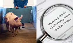 Bei der Schweinevermarktung ist es wichtig, dass Sie Ihre Partner und Vermarktungsbedingungen genau kennen und das Heft des Handelns in der Hand behalten. © ISN