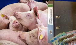 Corona Hilfen Schweine Ordner Geld (1) neu