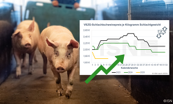 Header Vezg Kw12