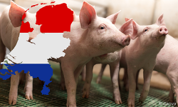 Header Viehzählung Niederlande