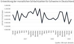 Die Zahl der Schweineschlachtungen sank im ersten Quartal 2019