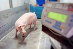 Mastschwein wird gewogen