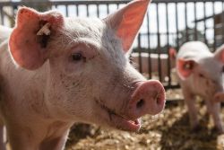 Ferkel Biohaltung Offenstall