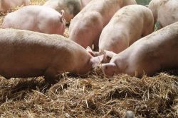 Bioschweine Maststall Innen Im Stroh 6418