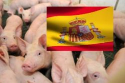Schweineproduktion Spanien