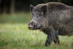 Die Bejagung von Wildschweinen ist eine wichtige Präventionsmaßnahmezum Schutz der Nutztierbestände